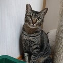 4歳　キジ猫　優しい　ぷっち君