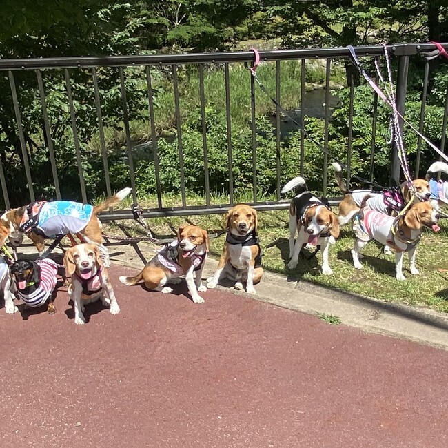 つついーぬのカバー写真