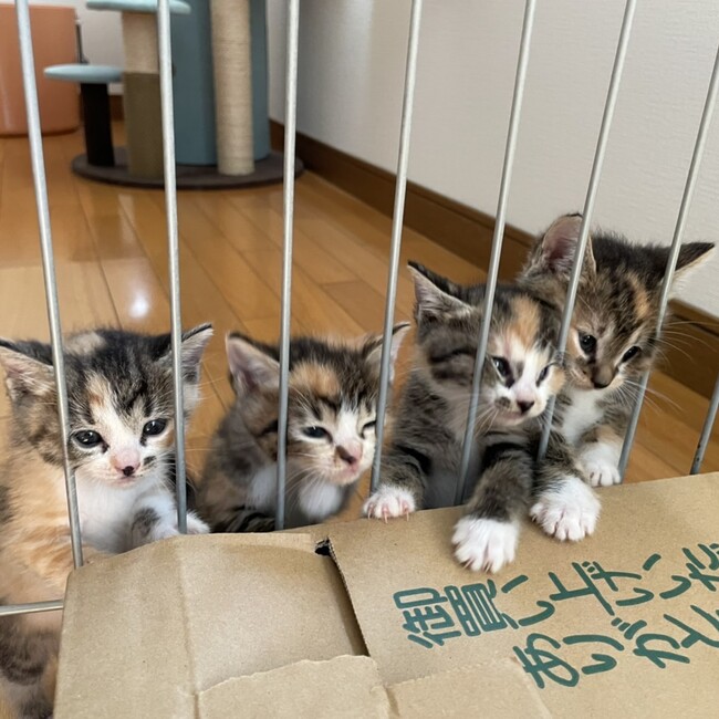 志村子のカバー写真