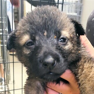 ◆可愛い子犬◆を家族に迎えませんか？ No368