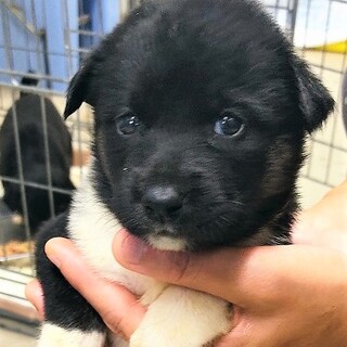 ◆可愛い子犬◆を家族に迎えませんか？ No377