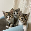 可愛い三毛猫の姉妹です