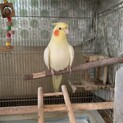 オカメインコ。ルチノー
