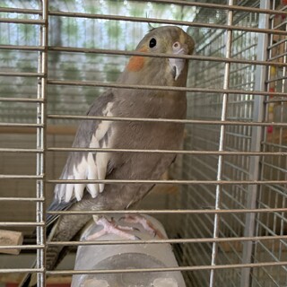 オカメインコ。ノーマル