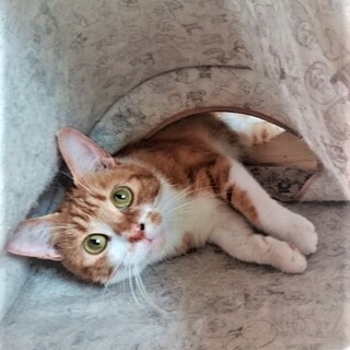 アメショー柄☆ｴｲｽﾞｷｬﾘｱ☆ジンジャー君 1歳