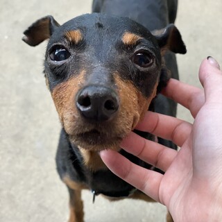 優しいお顔で癒してくれる、ミニピンのローズちゃん♪