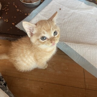 可愛い子猫の里親様の募集です。
