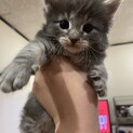 ノルウェージャンフォレストキャット　3ヶ月半