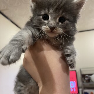 ノルウェージャンフォレストキャット　3ヶ月半