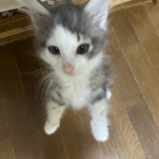 ノルウェージャンフォレストキャット　3.5ヶ月