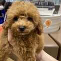 応募多数のためストップ4ヶ月トイプードル