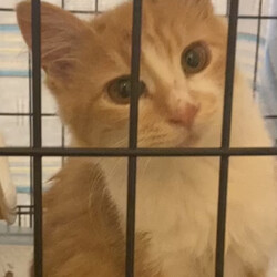 保護猫の譲渡会in横浜 サムネイル2