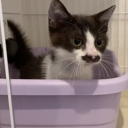 保護猫の譲渡会in横浜 サムネイル3