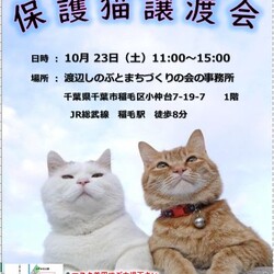 稲ねこ　保護猫譲渡会　開催です！