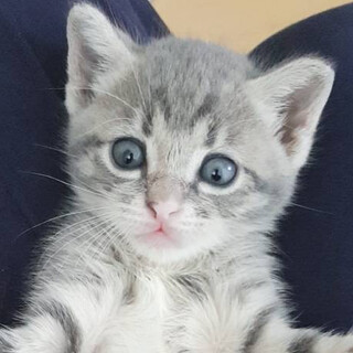 募集停止⭐️サバトラ男子雪之丞