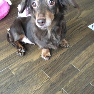 ダックスフンド　チコちゃん　♀ 6才　