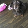 ダックスフンド　チコちゃん　♀ 6才　 サムネイル6