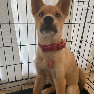 お散歩上手です☆家族を探してます。