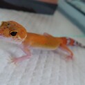 《ヒョウモントカゲモドキ》里親募集中です♪