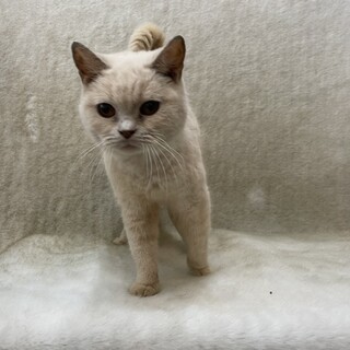 他ブリーダーさんからの女の子