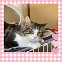 ブリード引退 オス猫の里親募集