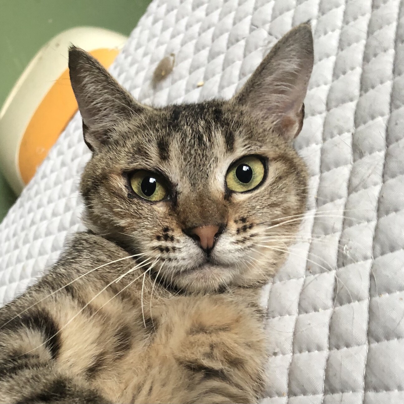 超ー甘えん坊のキジトラの 東京都 猫の里親募集 ペットのおうち 月間利用者150万人 超ー甘えん坊のキジトラの 東京都 猫の里親募集 ペットのおうち 月間利用者150万人
