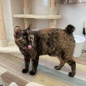 杉並の雑貨屋さんで待ってます♡サビ猫きのこ♀