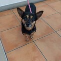 小型ミックス犬　4歳　男の子　ポン太