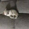 10/18〜トライアルシロちゃん耳先手足尻尾グレー