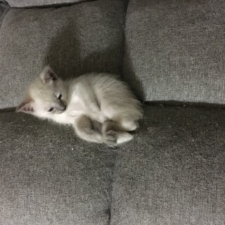 10/18〜トライアルシロちゃん耳先手足尻尾グレー