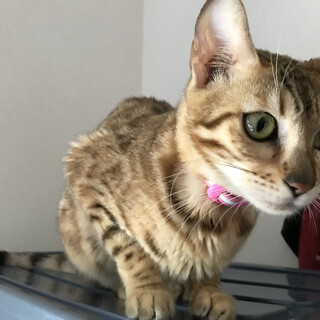 交渉中。劣悪環境から頑張ってきた美人のベンガル！