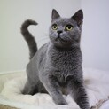ポポロ♡活発なブリティシュショートヘア