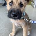 テリア風のMIX仔犬