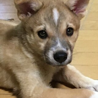 募集停止優しくおとなしいいっくんです