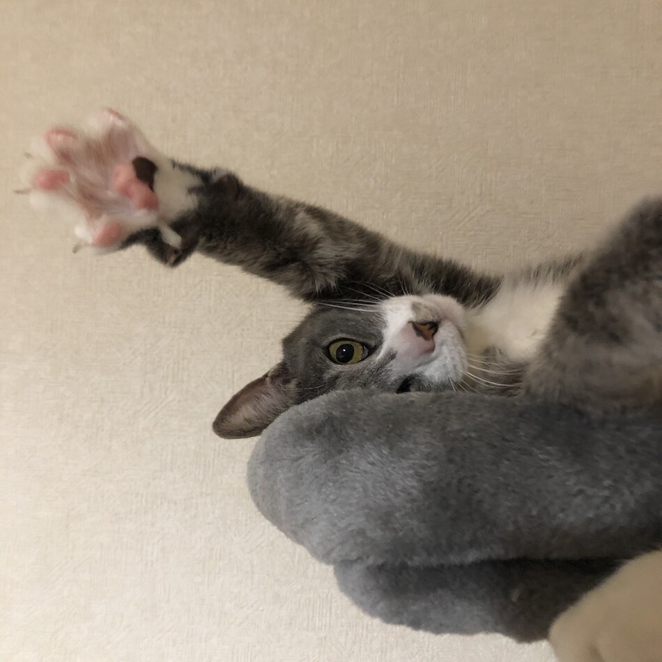 茶々丸のカバー写真