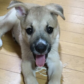 一旦募集停止おとなしく控えめなはるくんです