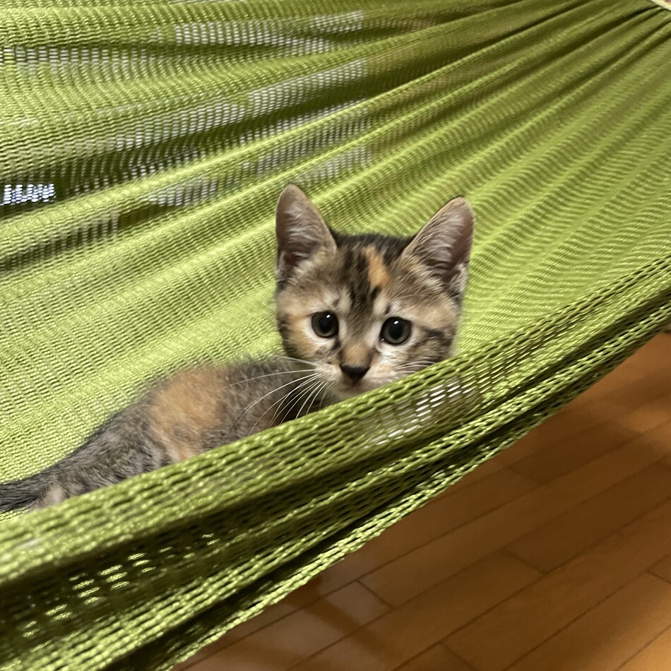 だいずのカバー写真