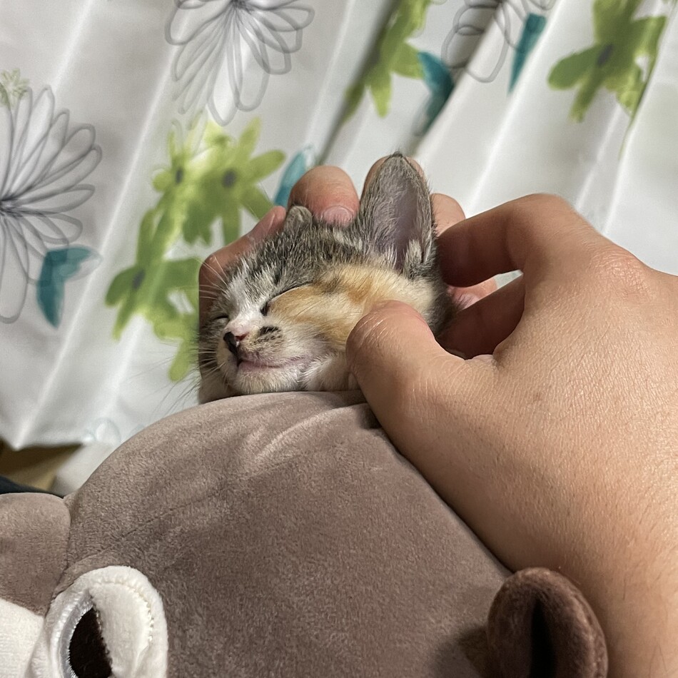 しむらのカバー写真