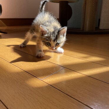 やんのかこらぁ！！