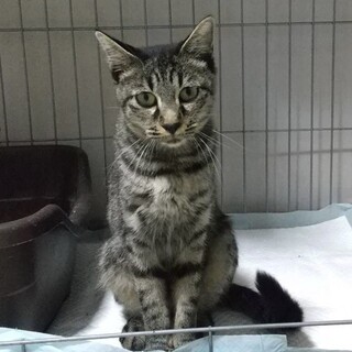 子猫達と住みついた、やさしいお母さん猫！！