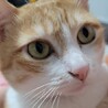 ねこまゆこんぐ
