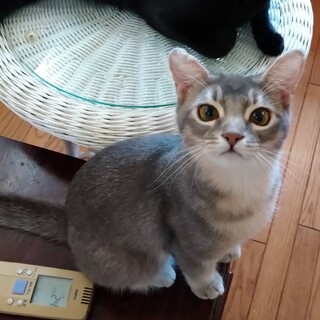 多頭崩壊現場から救出！ビビりなガム君