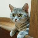 多頭崩壊現場から救出！ビビりなラムネちゃん
