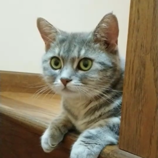 多頭崩壊現場から救出！ビビりなラムネちゃん