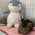 ☆生後1ヶ月半☆甘えん坊のキジネコ