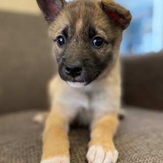 生後約2ヶ月雑種の子犬メス「くるみちゃん」