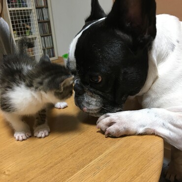 わんこの散歩中、草むらで鳴く迷子の子猫を保護しました。