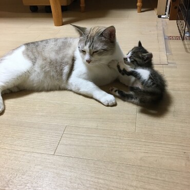 かりんちゃん 、最初は、誰よー？！という感じだったけど、本能的に面倒をみてしまう感じ。でも、顔が迷惑そうw