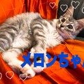 長毛兄妹メロン&レモン