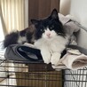 ノル